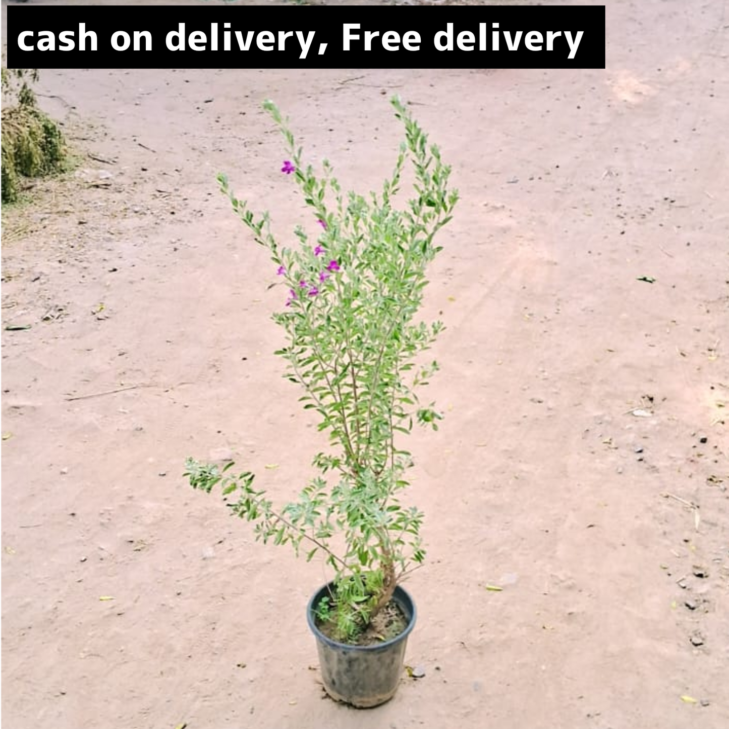 Texas sage plant in 6 inch nursery pot Plantncr