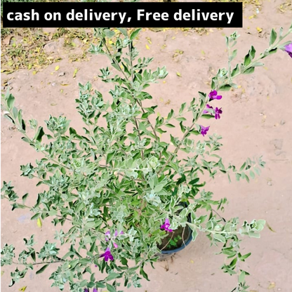 Texas sage plant in 6 inch nursery pot Plantncr