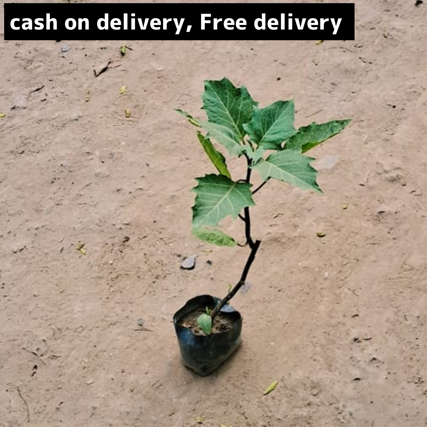 Dhatura/ thornapple in 4 inch polybag Plantncr