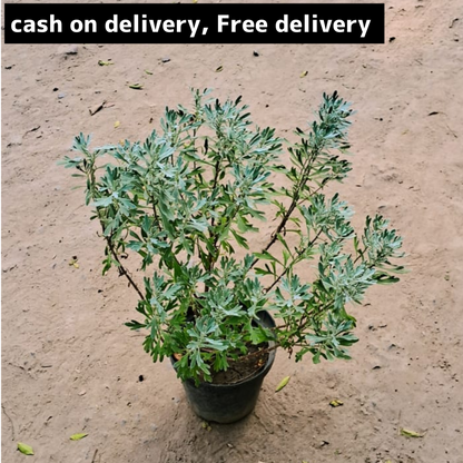 Lavender plant in 6 inch pot. Plantncr