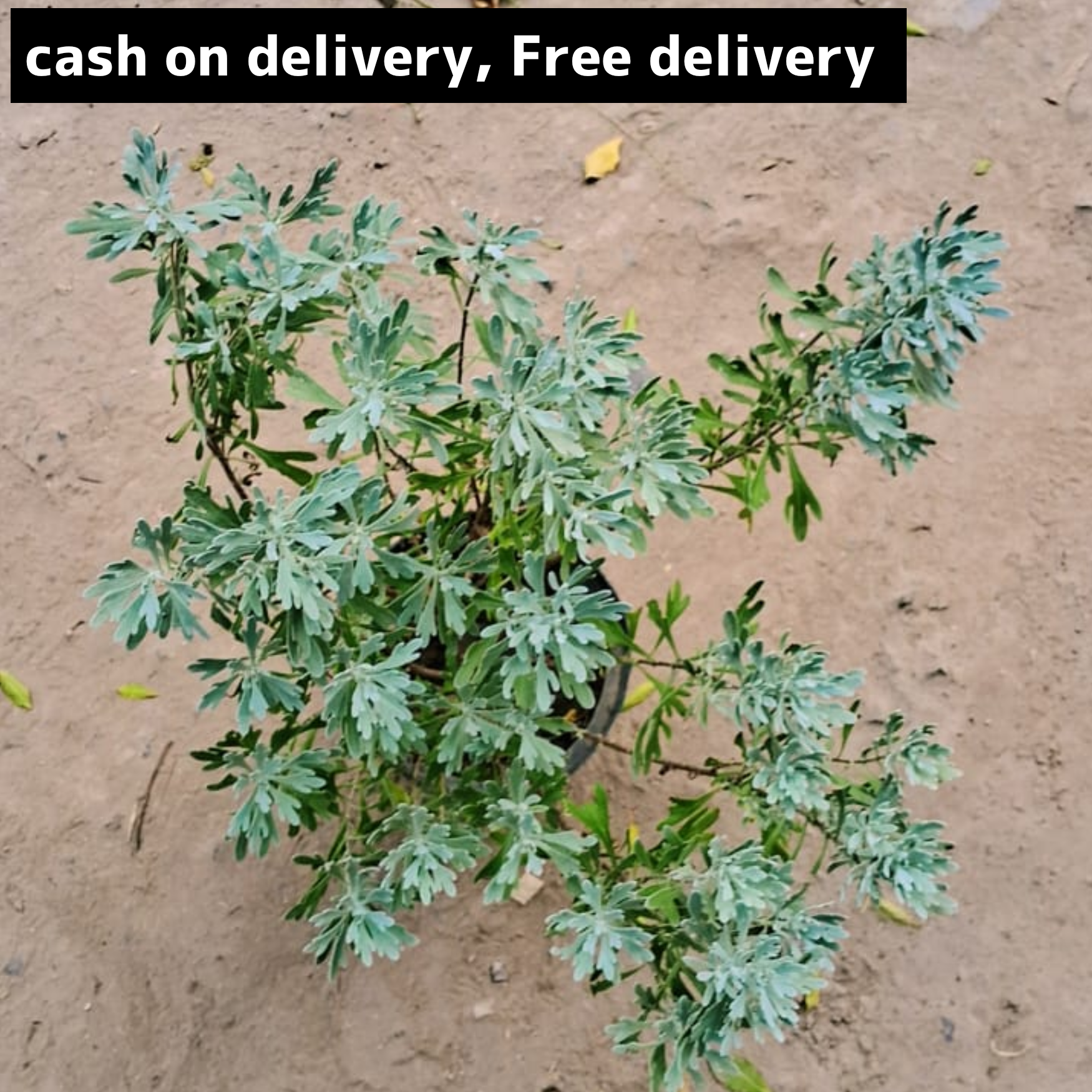 Lavender plant in 6 inch pot. Plantncr