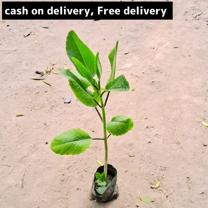 Pathar chatta/Ajooba/ bryophyllum in 4 inch polybag w Plantncr