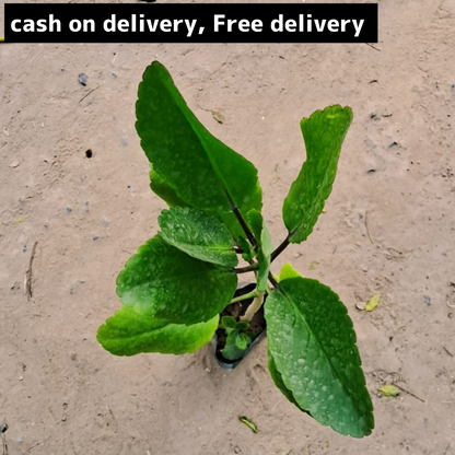 Pathar chatta/Ajooba/ bryophyllum in 4 inch polybag w Plantncr