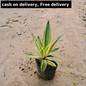 Acap   yellow Plantncr