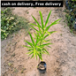 Kaner (yellow flower) plant in 4 inch polybag Plantncr