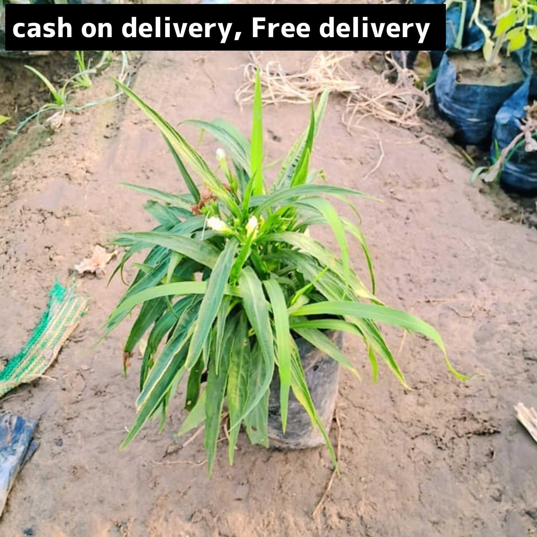 Mexican petunia in 4 inch polybag Plantncr