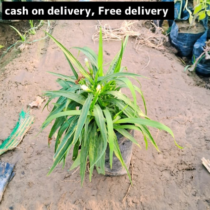 Mexican petunia in 4 inch polybag Plantncr