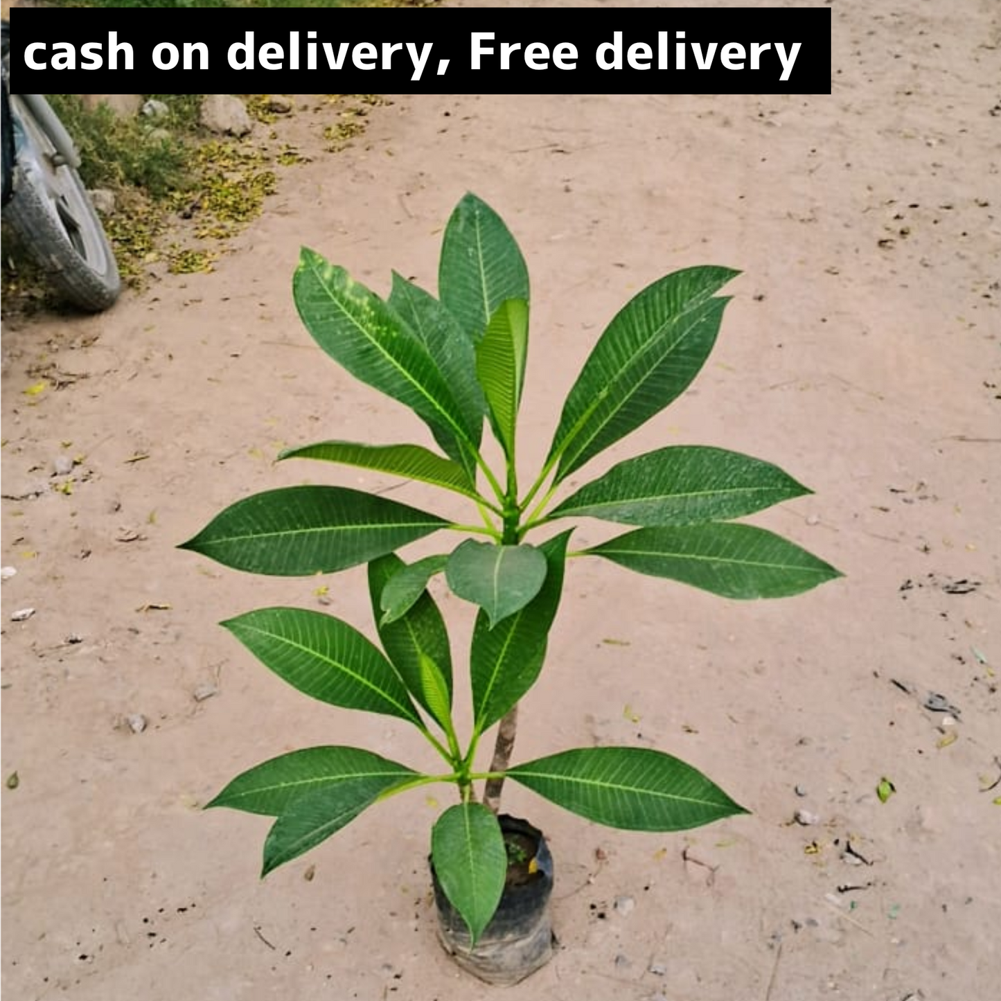Champa plant in 6 inch polybag Plantncr