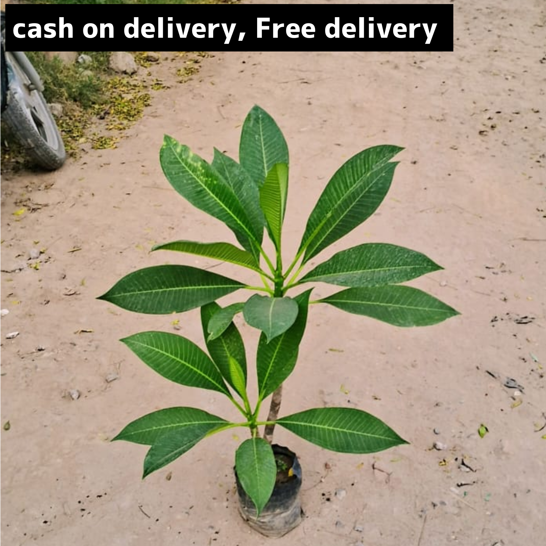 Champa plant in 6 inch polybag Plantncr