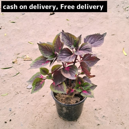 Coleus mix red plant in 6 inch pot Plantncr