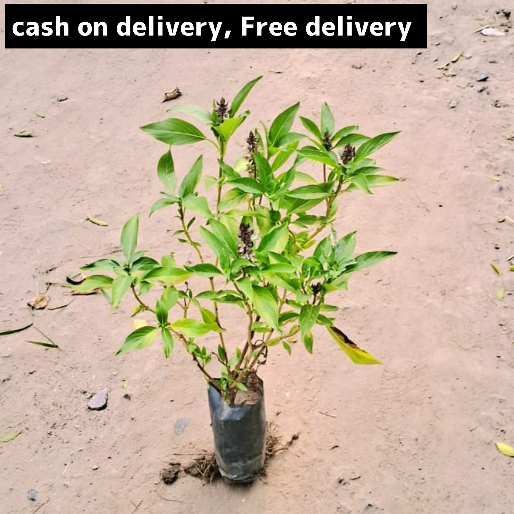 Basil plant in 4 inch polybag Plantncr