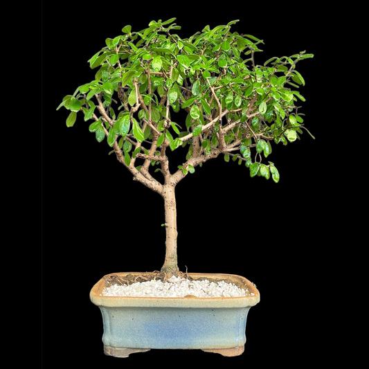 Carmona Flowering Bonsai (9×5) inch ceramic pot Plantncr