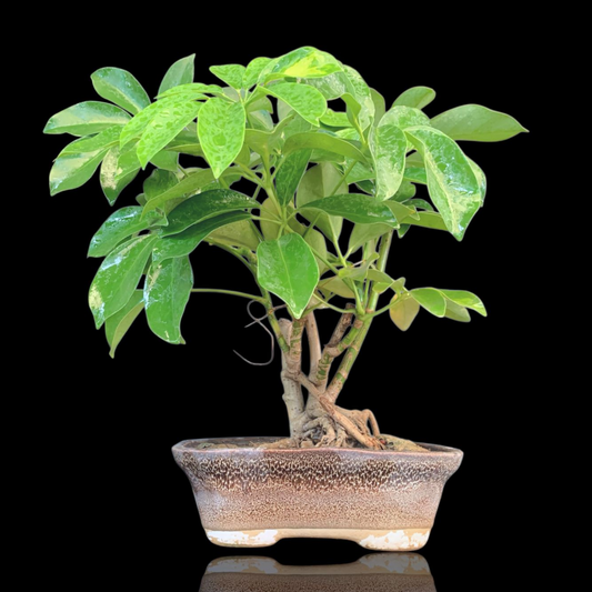 Schefflera Bonsai in 6 inch ceramic pot Plantncr