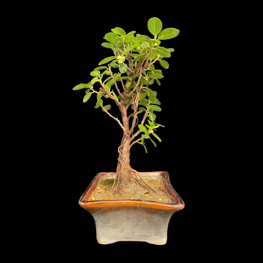 Ficus Longsiland Gifting Bonsai in 5 inch ceramic pot Plantncr