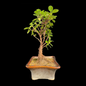 Ficus Longsiland Gifting Bonsai in 5 inch ceramic pot Plantncr