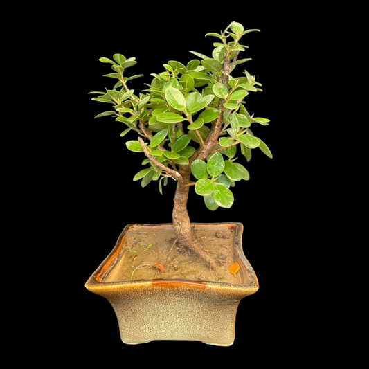 Ficus Longsiland Gifting Bonsai in 5 inch ceramic pot Plantncr