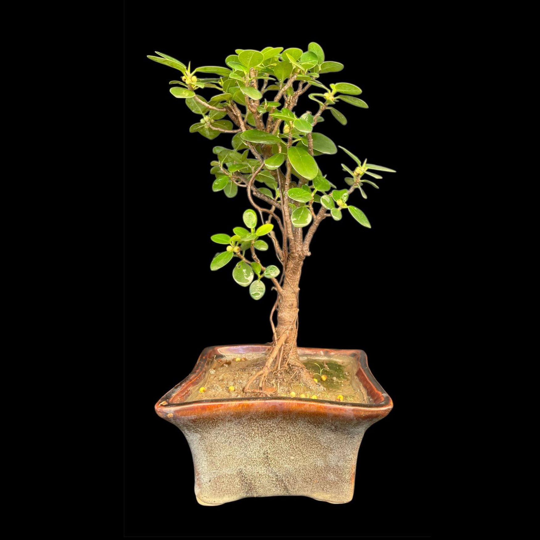 Ficus Longsiland Gifting Bonsai in 5 inch ceramic pot Plantncr