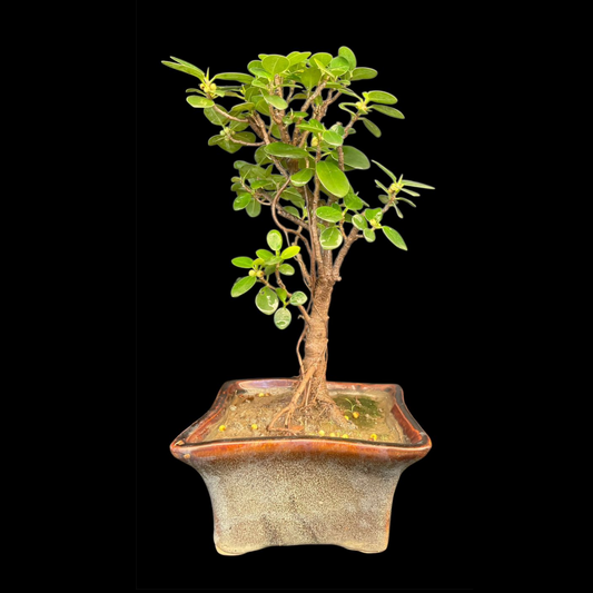 Ficus Longsiland Gifting Bonsai in 5 inch ceramic pot Plantncr