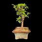 Ficus Longsiland Gifting Bonsai in 5 inch ceramic pot Plantncr