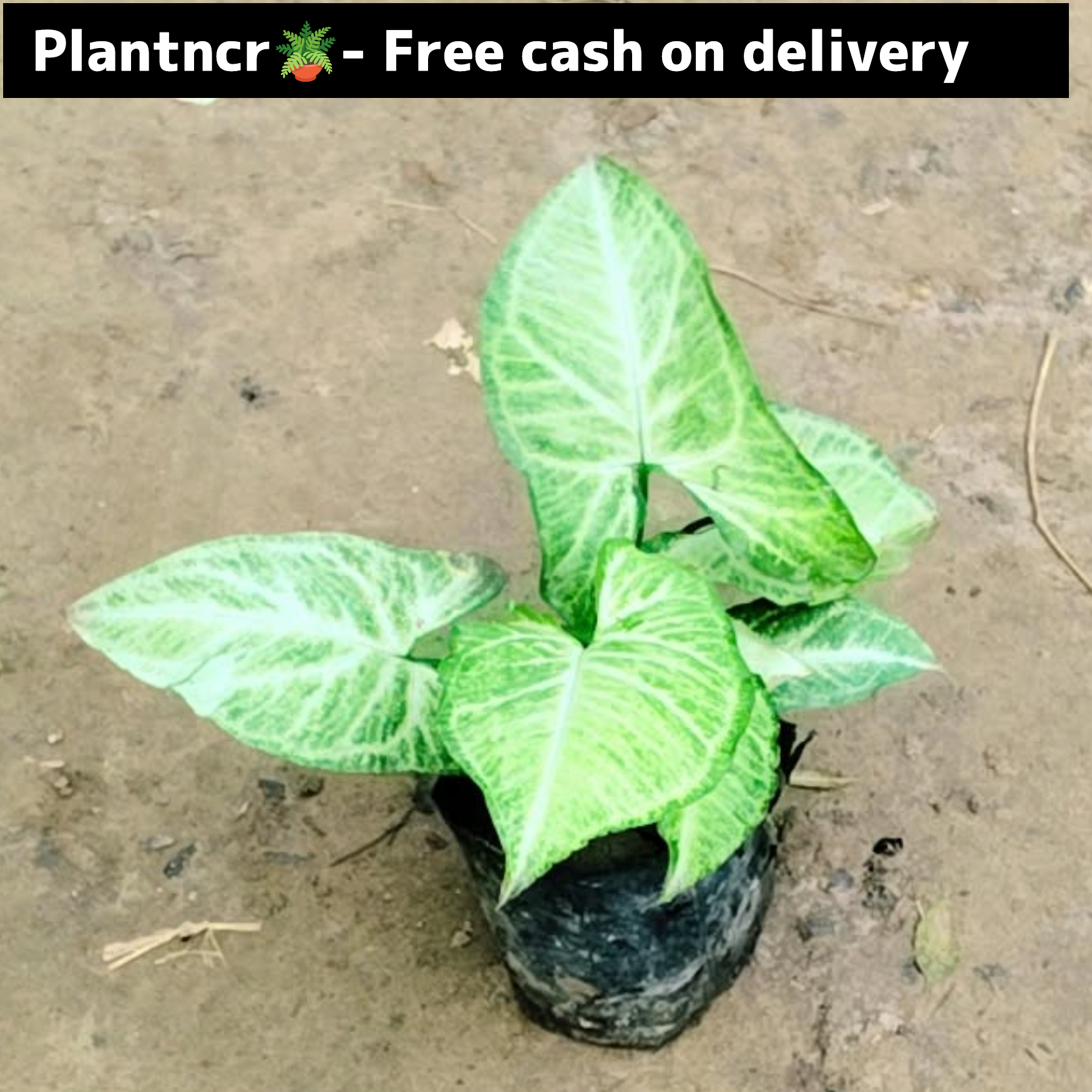 synonym plant (green) in 4 inch polybag Plantncr