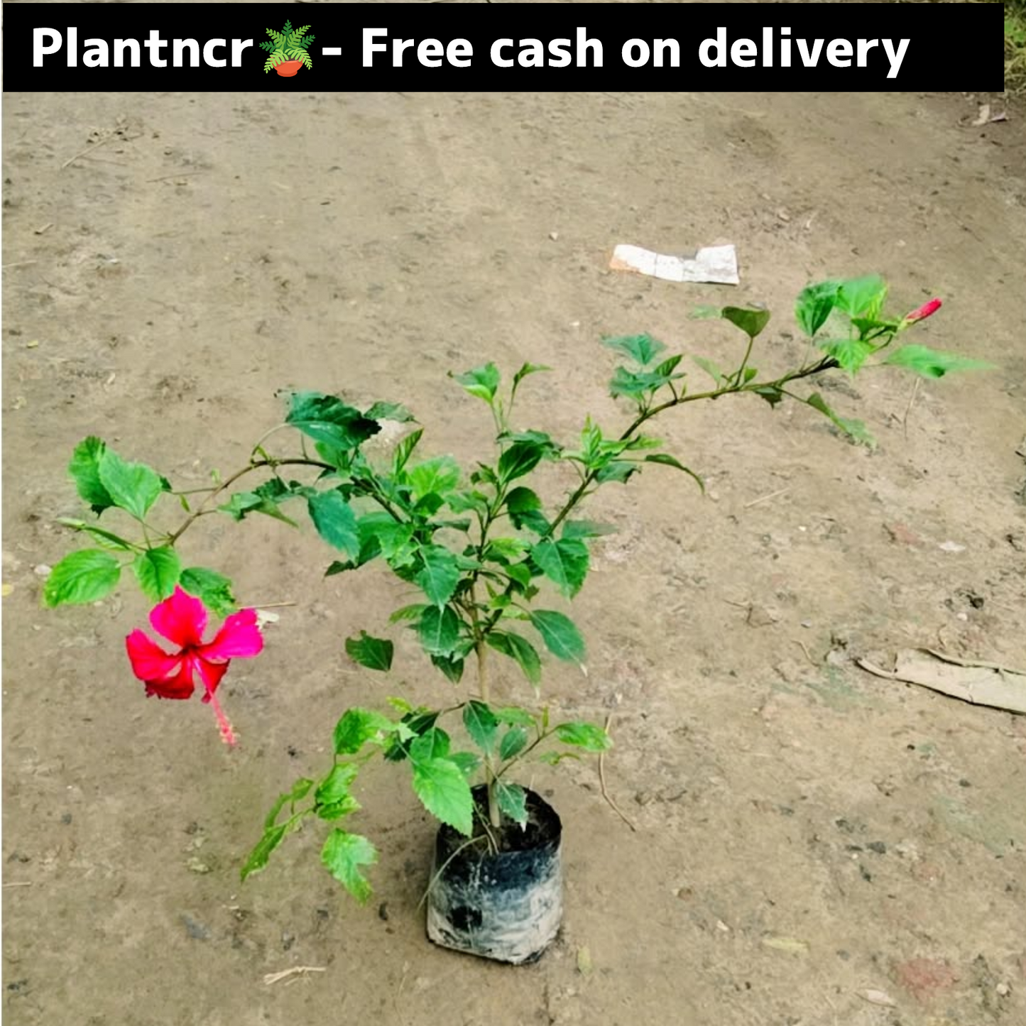 Hibiscus plant in 6 inch polybag Plantncr
