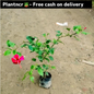 Hibiscus plant in 6 inch polybag Plantncr