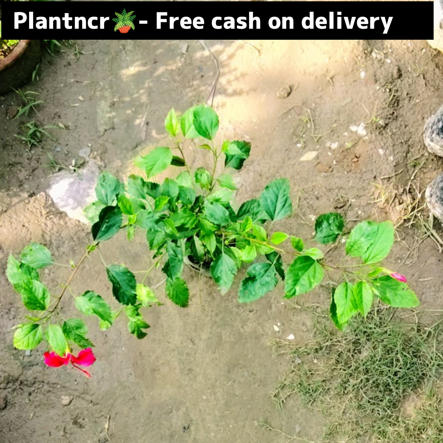 Hibiscus plant in 6 inch polybag Plantncr