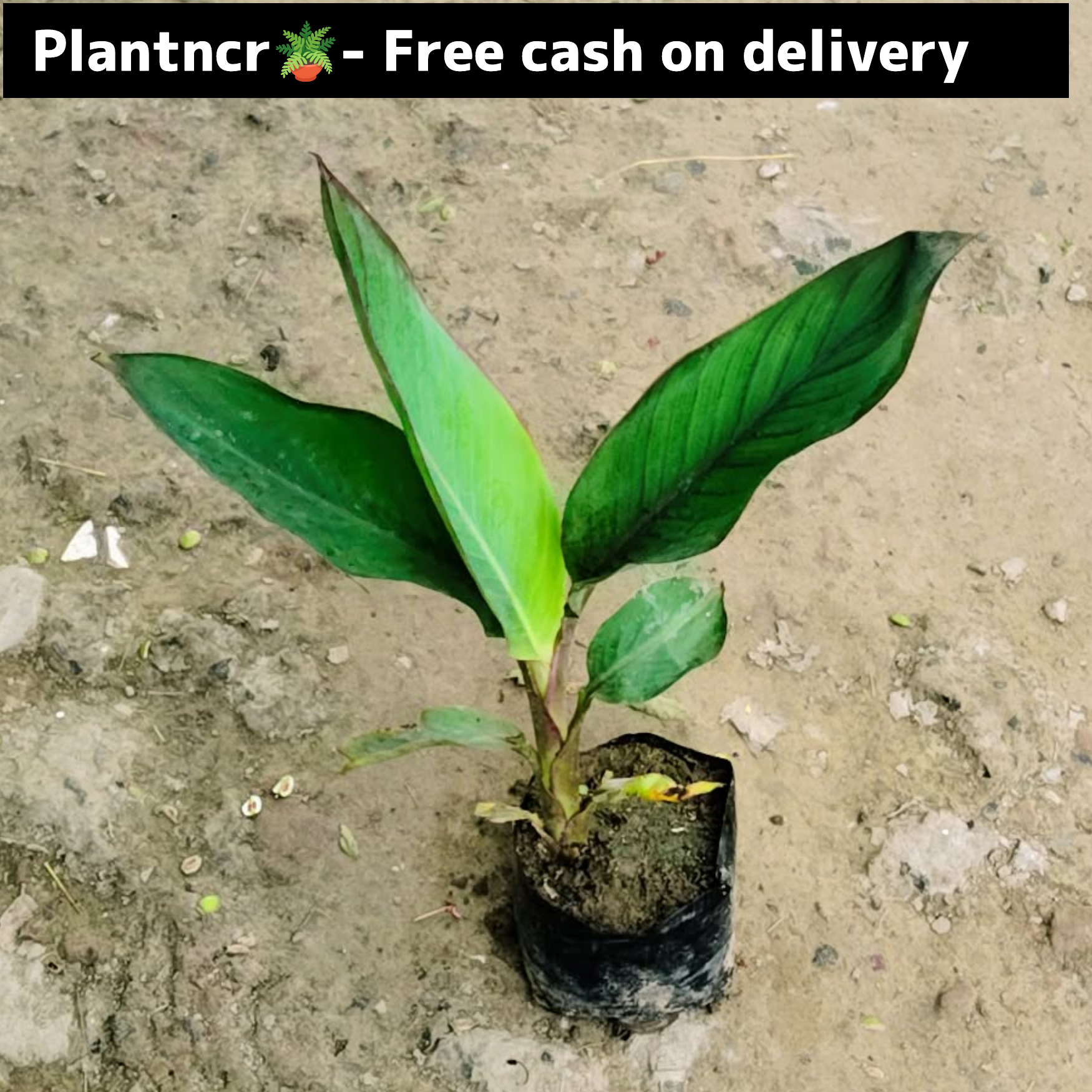 Canna lily plant in 6 inch polybag Plantncr