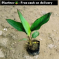 Canna lily plant in 6 inch polybag Plantncr