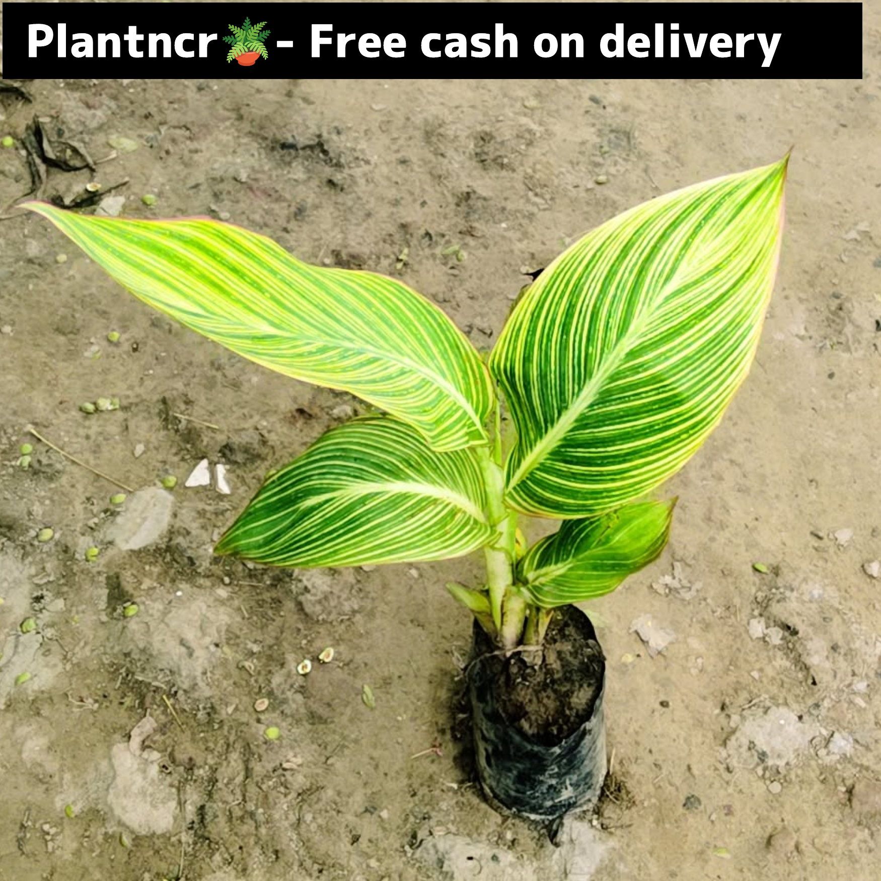 Canna lily plant in 6 inch polybag Plantncr