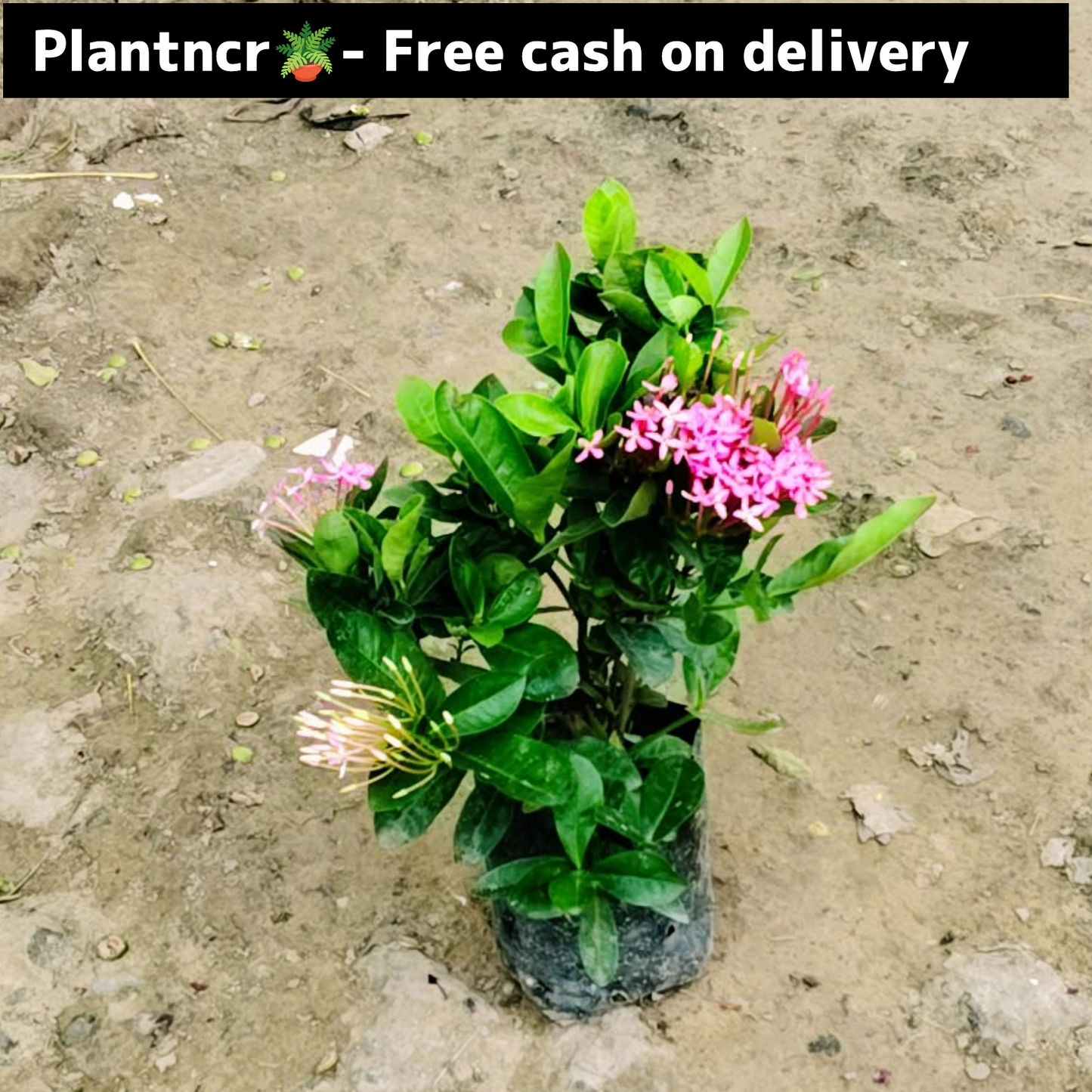 Axora dwarf in 6 inch polybag Plantncr