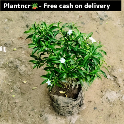 Dwarf chandani in 6 inch polybag Plantncr