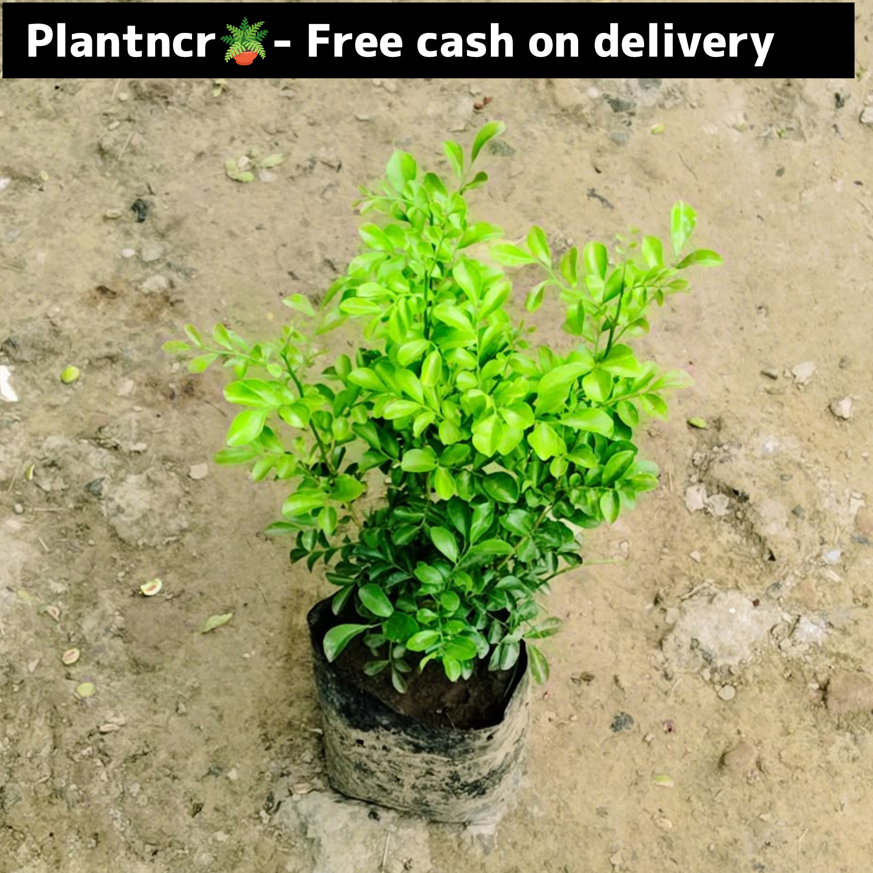 Madhu Kamini in 6 inch polybag Plantncr