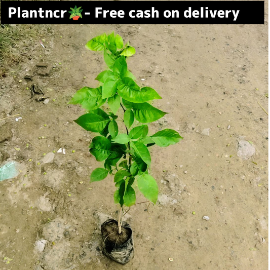 Bel pattra plant in 5 inch polybag  3 feet height Plantncr