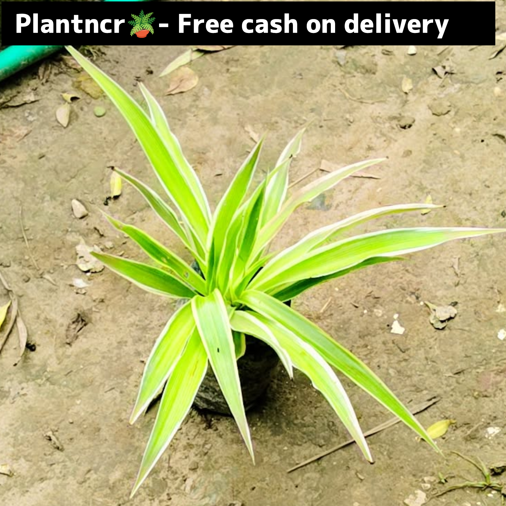 Spider plant in 4 inch polybag @1 Rs Plantncr