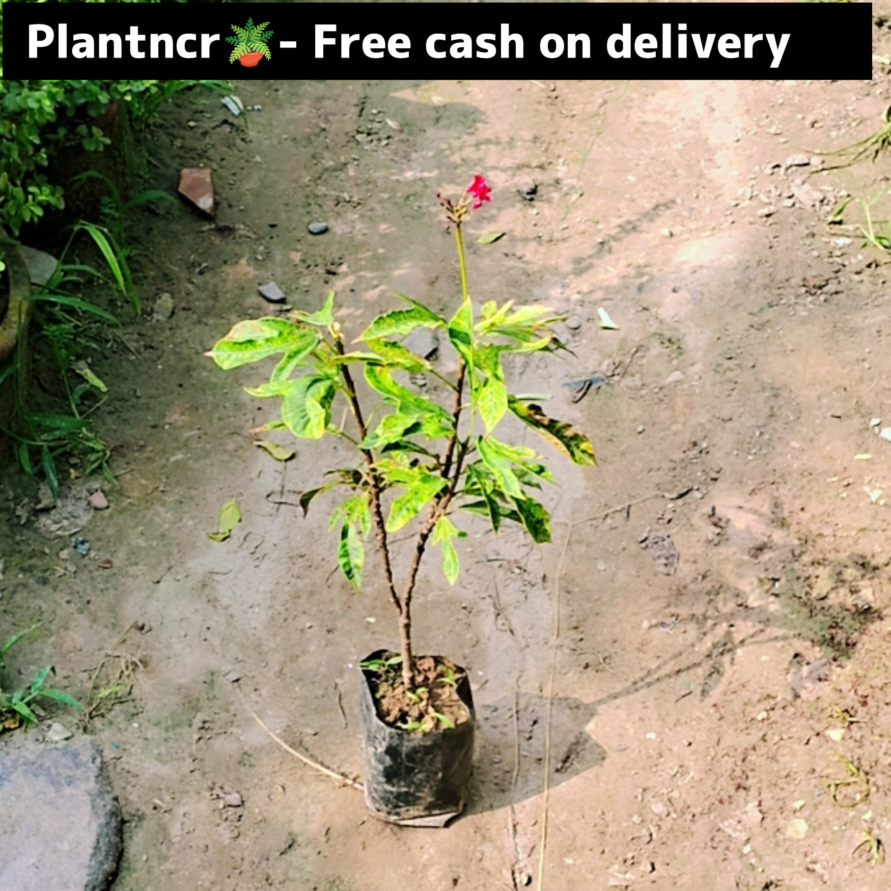 Jatropha verigated plant in 4 inch polybag Plantncr