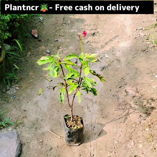 Jatropha verigated plant in 4 inch polybag Plantncr