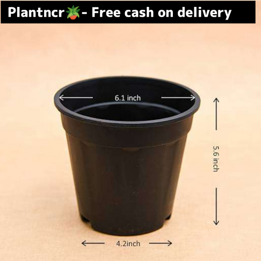 6 inch black plastic pot Plantncr