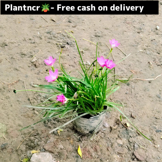 Pink Rain Lily in 4 inch polybag Plantncr