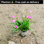 Pink Rain Lily in 4 inch polybag Plantncr