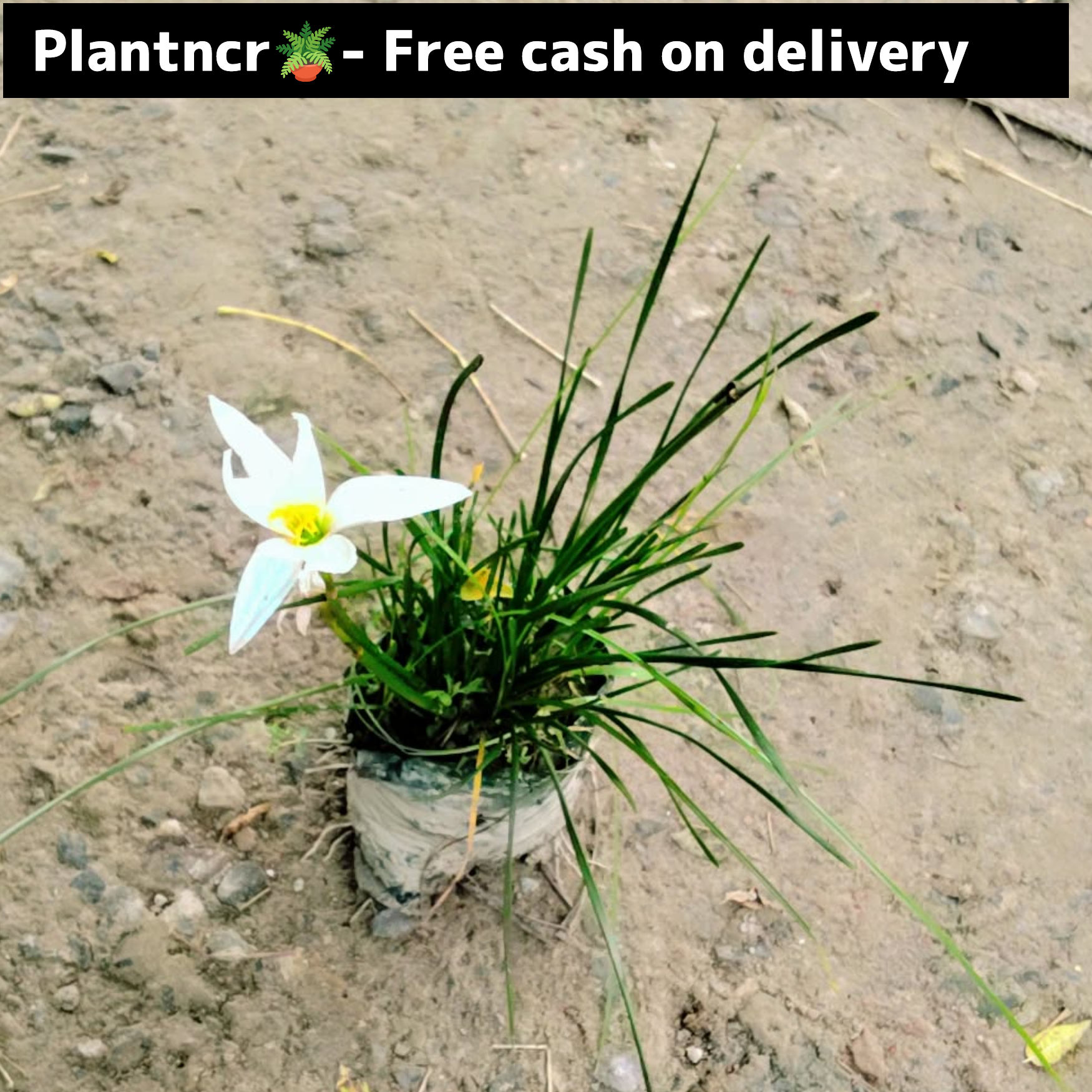 White Rain Lily in 4 inch polybag Plantncr