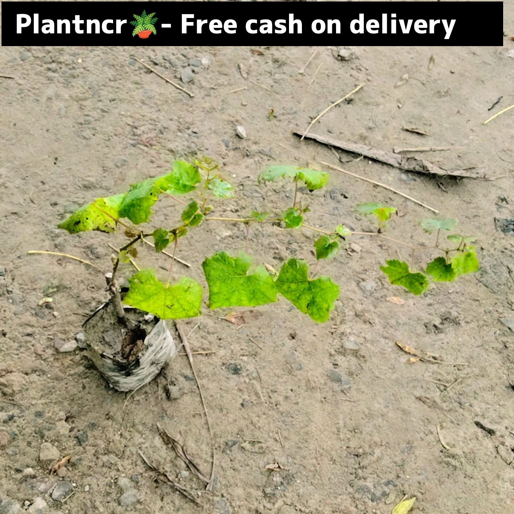 Grapes (angoor) bel in 4 inch polybag Plantncr