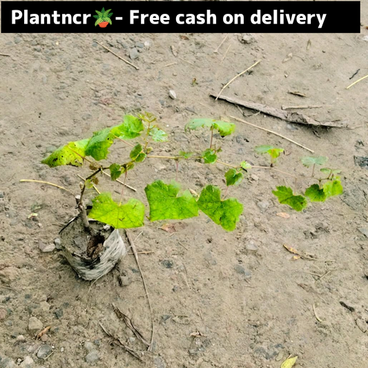 Grapes (angoor) bel in 4 inch polybag Plantncr