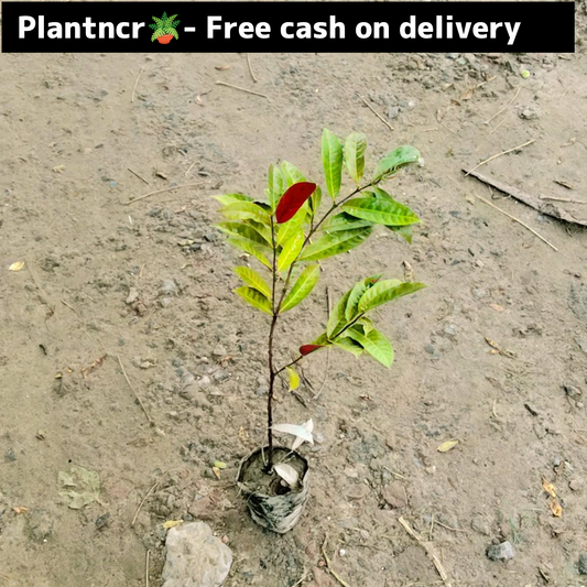 Lela Majnu plant in 4 inch polybag Plantncr