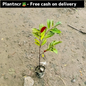Lela Majnu plant in 4 inch polybag Plantncr