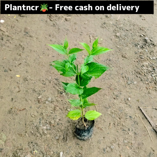 Harsingaar/ parijat plant in 4 inch polybag Plantncr