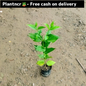 Harsingaar/ parijat plant in 4 inch polybag Plantncr
