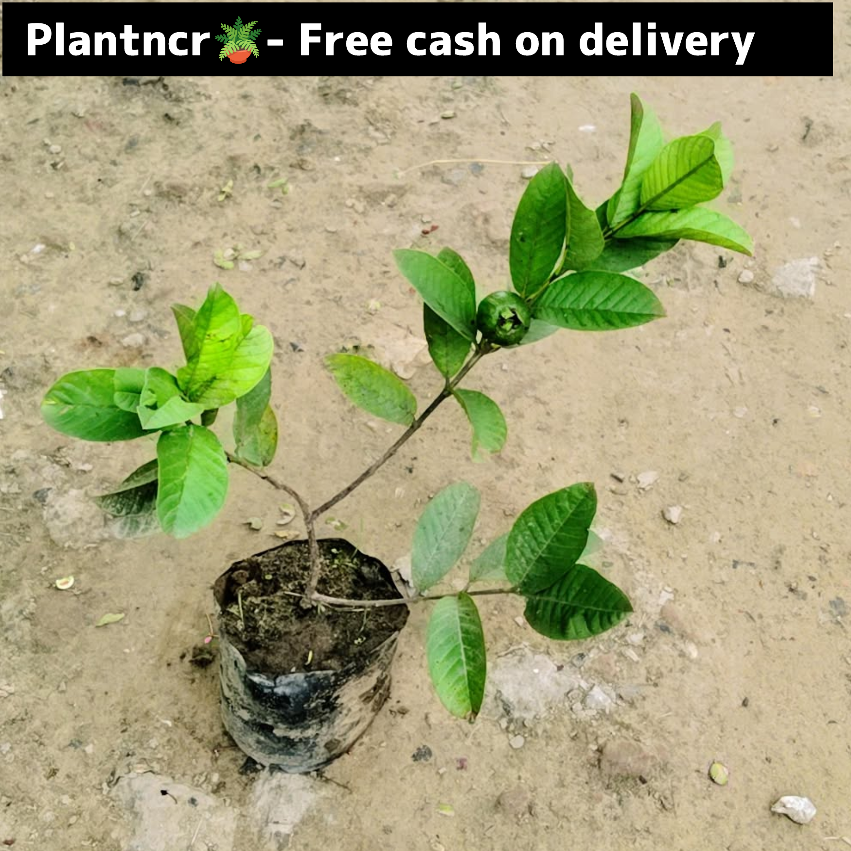 Guava plant (Taiwan variety)in 5 inch polybag Plantncr