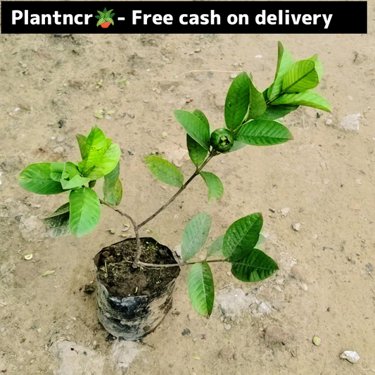 Guava plant (Taiwan variety)in 5 inch polybag Plantncr