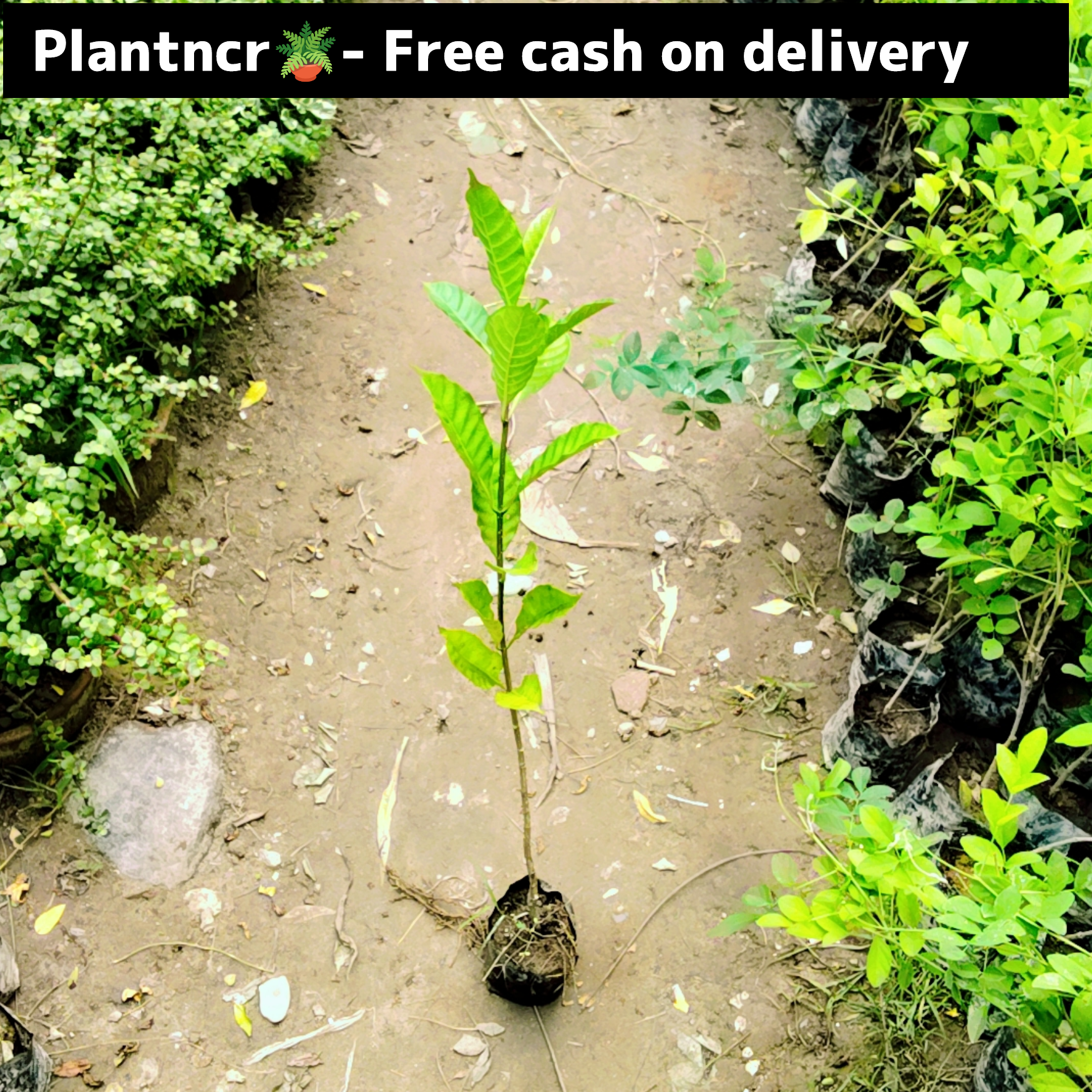 Gardenia (double chandani) in 4 inch polybag Plantncr